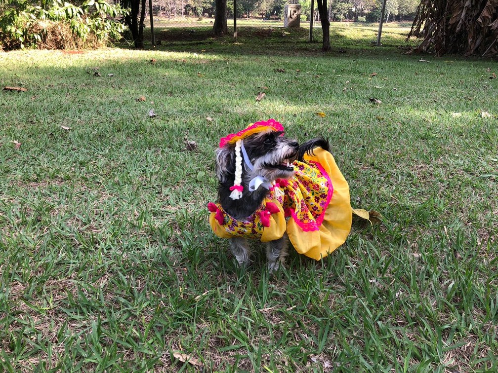 Cadelinha Vivi foi de vestido e chapu caipira na CoJunina (Foto: Luciane Cordeiro/RPC)