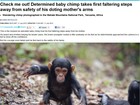 Fotógrafo registra primeiros passos de bebê chimpanzé na Tanzânia