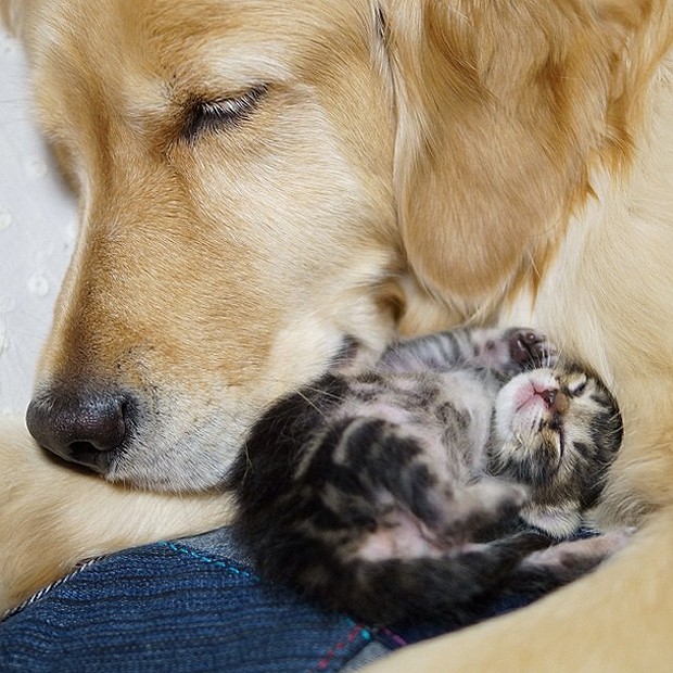A cachorra cuidou da gatinha bebê como se fosse sua mãe (Foto: Divulgação/Instagram)