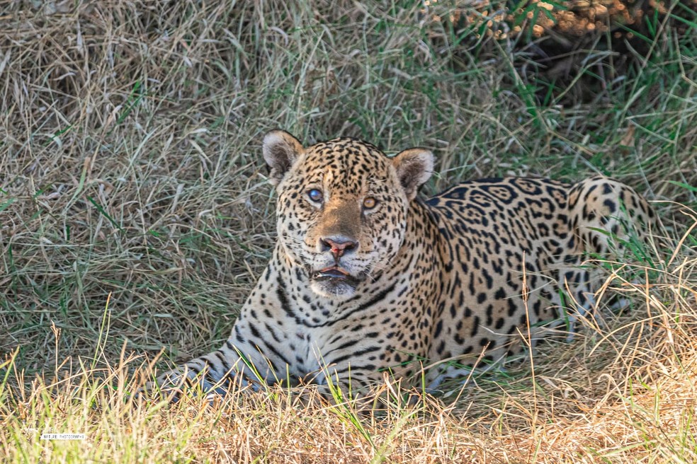 Felino é visto por turistas no Pantanal de MS — Foto: Edir Alves/Foto