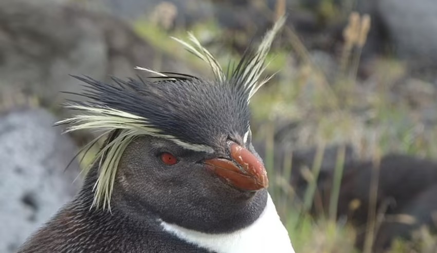 Tristão da Cunha é famoso por sua vida selvagem, como este pinguim rockhopper (Foto: Reprodução/Daily Mail)