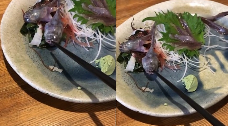 Peixe servido em restaurante japonês morde hashi e vídeo viraliza (Foto: reprodução/instagram)