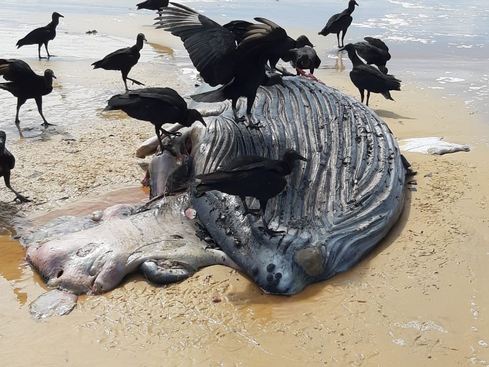 Filhote de baleia jubarte é encontrado morto em praia do sul da Bahia — Foto: Prefeitura de Porto Seguro