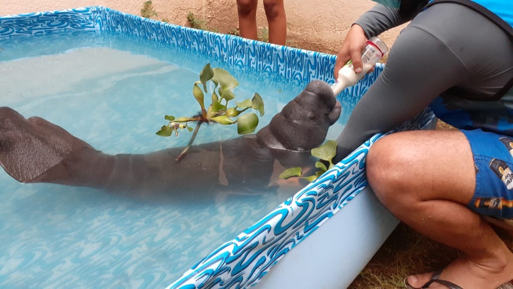 Campanha na web pede ajuda para reabilitar filhote de peixe-boi resgatado na Amazônia thumbnail