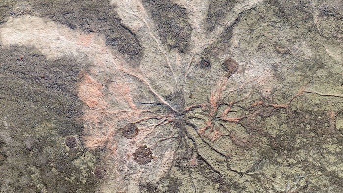 Sistema de raízes de árvore Archaeopteris ampliado  (Foto: William Stein e Christopher Berry)