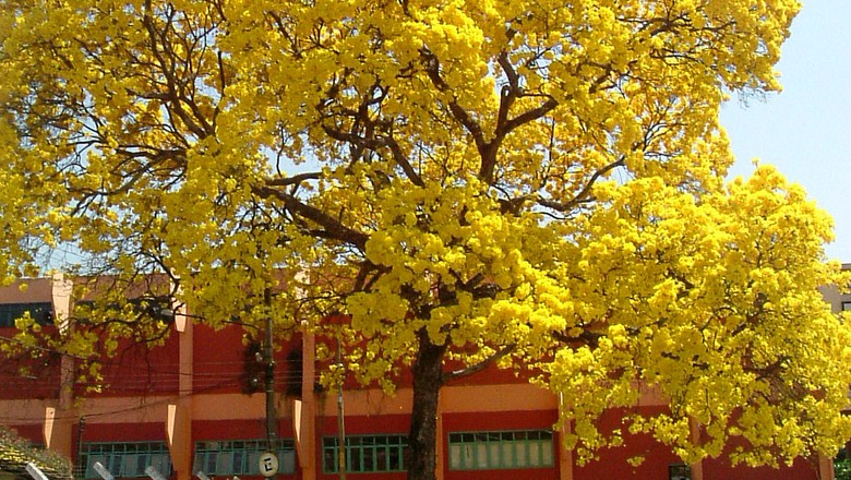 ipe-amarelo (Foto: Wikimedia Commons)