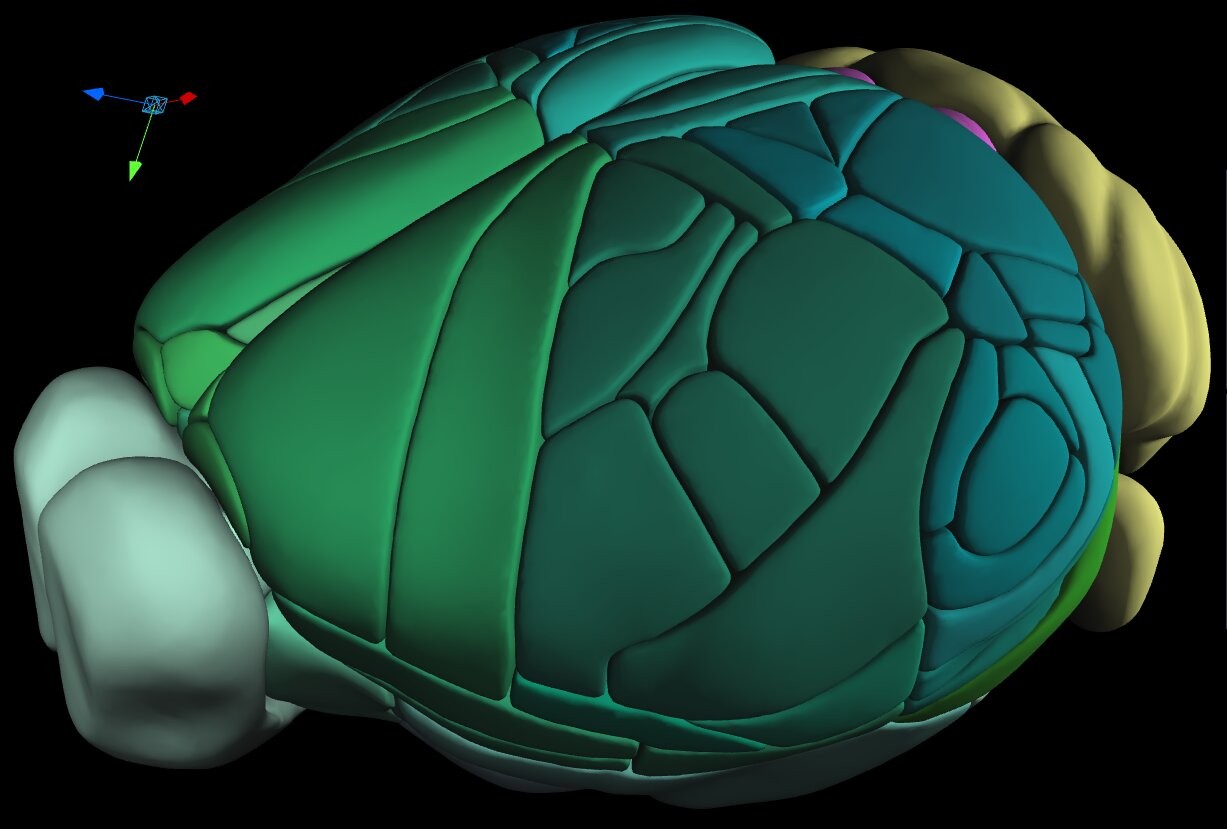 Um dos ângulos de visualização do Atlas 3D (Foto: Allen Institute for Brain Science)