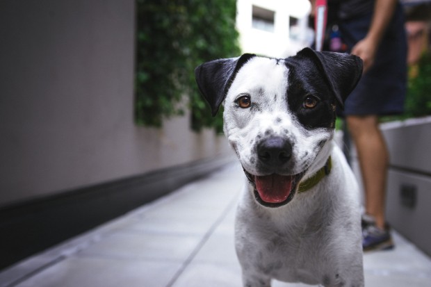 Cerca de 1 entre 4 hoteis paulistanos são dog-friendly, diz levantamento (Foto: Justin Veenema / Unsplash)