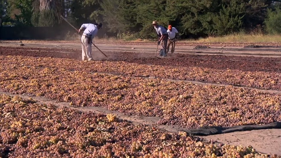 Secagem das uvas em uma propriedade no Vale do Aconcágua, no Chile. — Foto: Reprodução/Globo Rural