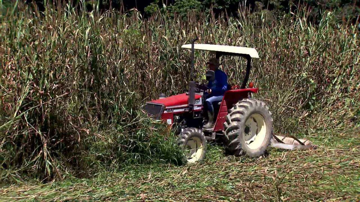 Veja os destaques do Globo Rural deste domingo (28/06/2020) thumbnail