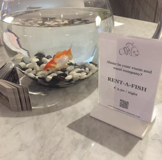Hotel oferece aluguel de peixe para hóspedes mais solitários