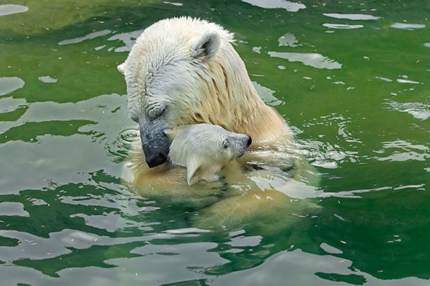 Filhotes de urso e suas mães (Foto: Sergei Gladyshev / Divulgação)
