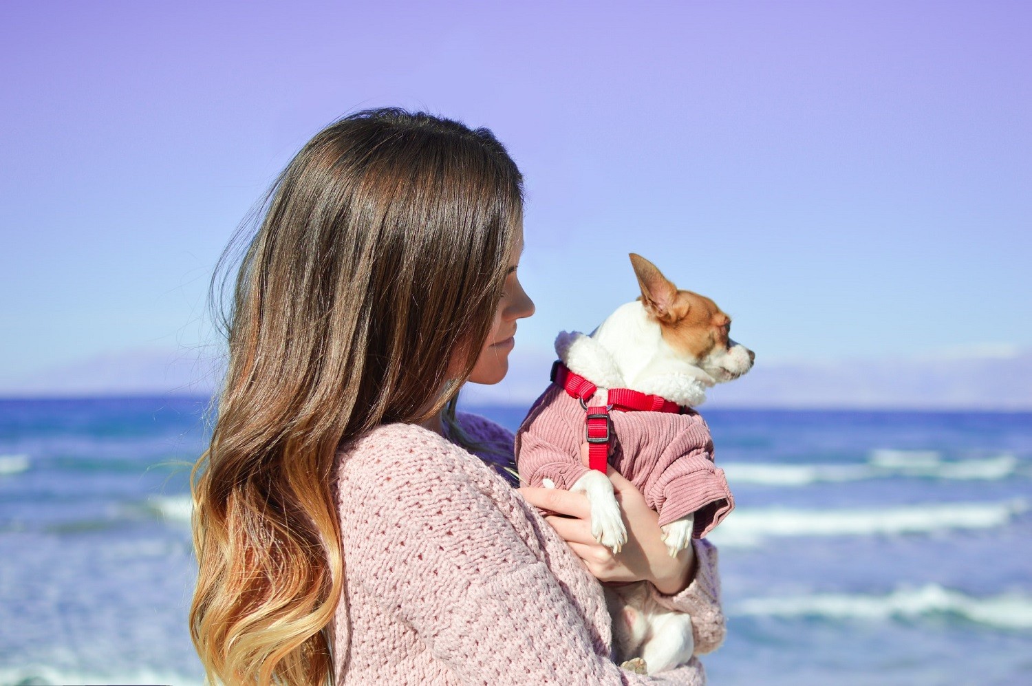 A liberação de pets nas praias é um tema controverso, com pessoas a favor e contra a medida (Foto: Unsplash/ CreativeCommons)