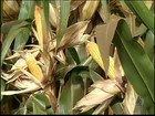 Em SP, falta de chuva atrapalha o desenvolvimento do milho