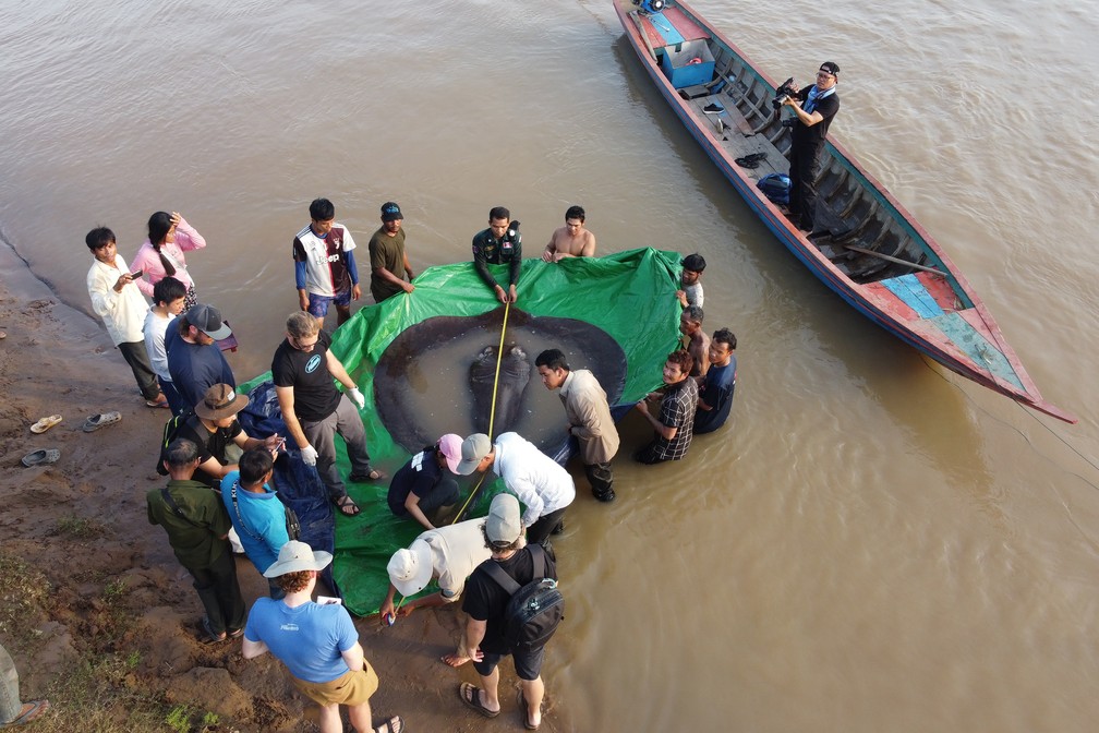 Pescadores e cientistas observam arraia gigante em rede encontrada no nordeste do rio Mekong, no Camboja, antes de ela ser devolvida à água, em 14 de junho. — Foto: Chhut Chheana/Wonders of the Mekong via AP