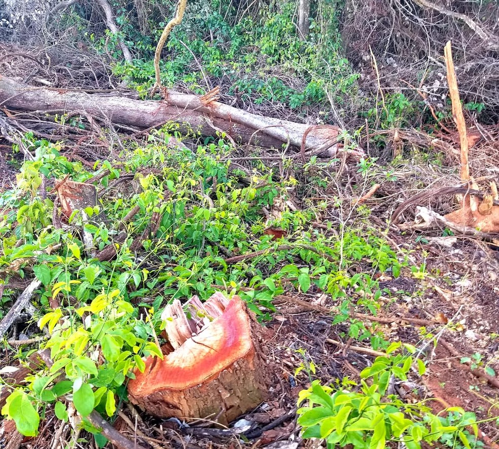 Multas foram aplicadas em uma fazenda, em Indiana — Foto: Polícia Militar Ambiental/Divulgação