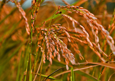 arroz_graos_agricultura_eua (Foto: Kay Rentscler)