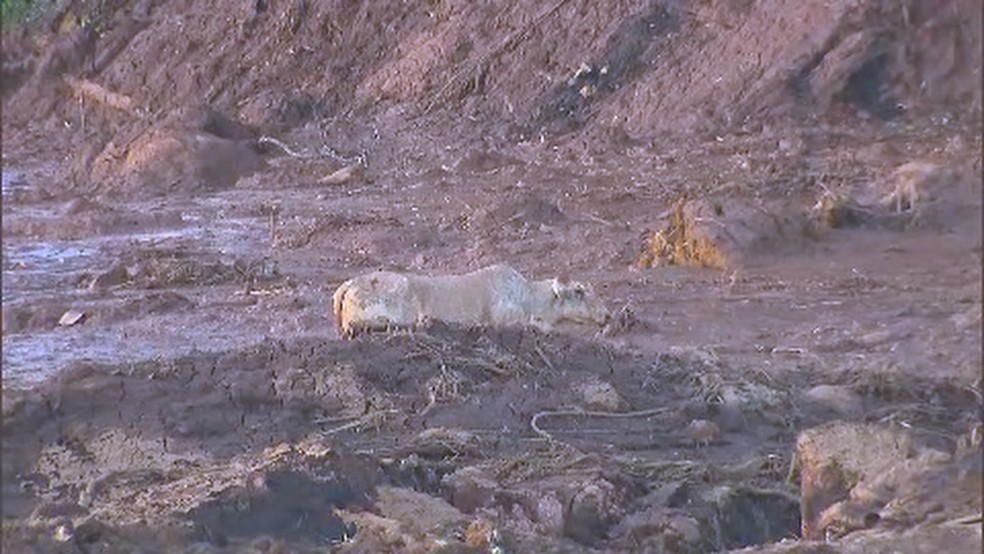 Vaca presa na lama da barragem da Vale em Brumadinho — Foto: Reprodução/TV Globo
