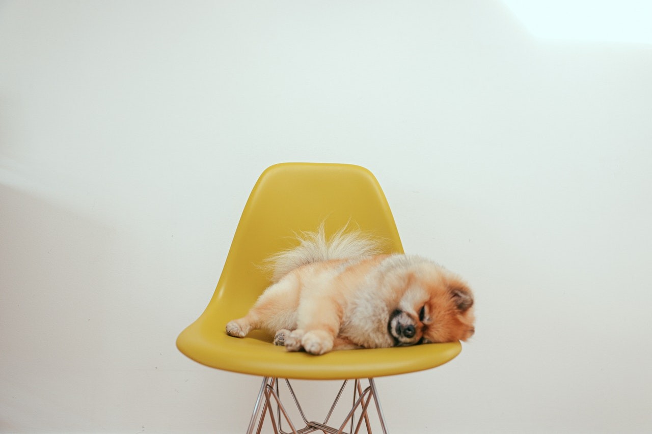 O espaço é determinante na qualidade de sono do pet: um lugar escuro, silencioso e com cama própria do animal ajudará a ter um sono profundo e melhor (Foto: Pexels/ Cup of Couple/ CreativeCommons)