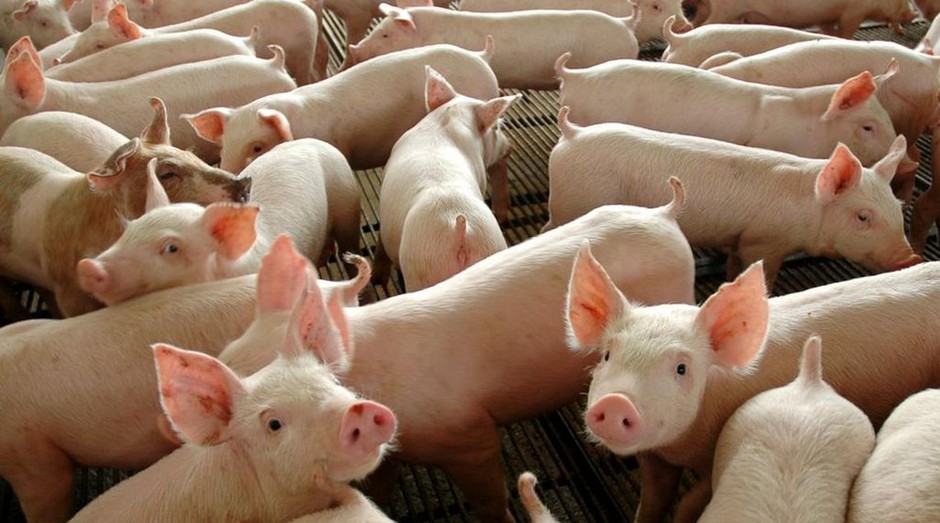 Carne suína (Foto: Divulgação Governo Federal)