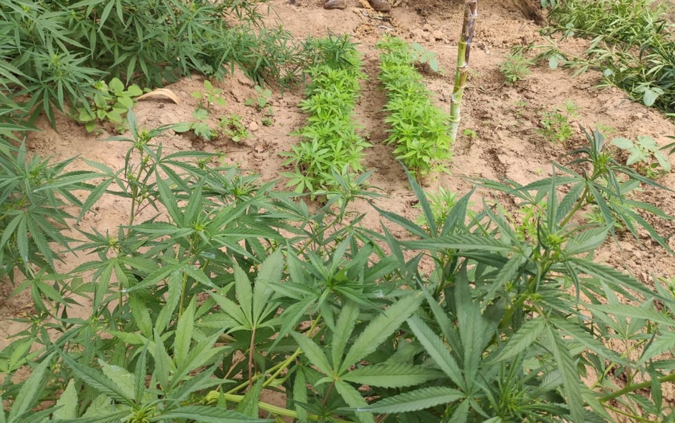 Mais de 12 mil pés de maconha são localizados pela polícia em quatro roças de Curaçá, no norte da Bahia — Foto: Divulgação/SSP-BA