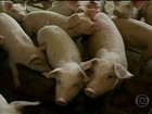 Ucrânia suspende compra de suíno brasileiro e mexe com o mercado