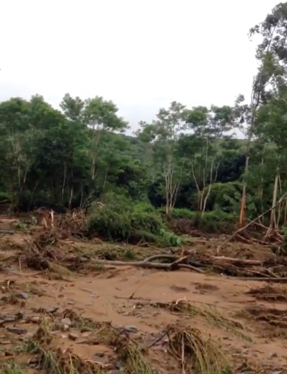 Passagem do ciclone Idai derrubou árvores em Chipinge, no Zimbabue, no domingo (17) — Foto: Tony Saywood/ Reuters 