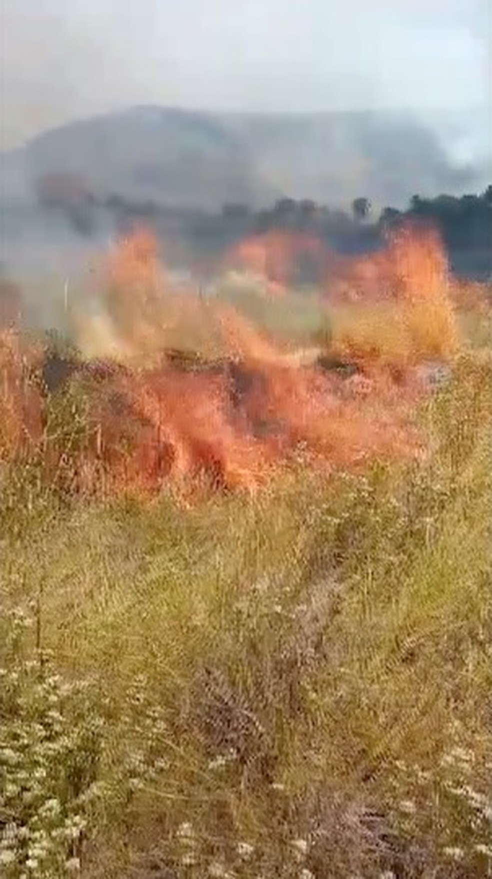 Incêndio destrói campos de campim dourado — Foto: Reprodução/TV Anhanguera