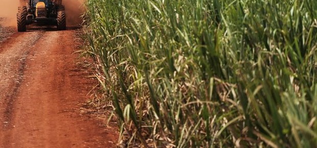 cana de açúcar - cana-de-açúcar - safra - agricultura - campo - agronegócio (Foto: Nacho Doce/Reuters)