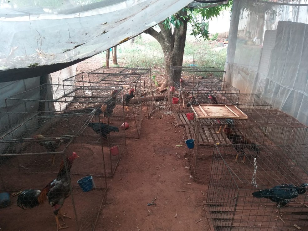 Foram localizados 54 galos índios que estavam presos em viveiros de madeira e passeadores de ferro, todos sem água e alimento — Foto: Polícia Ambiental