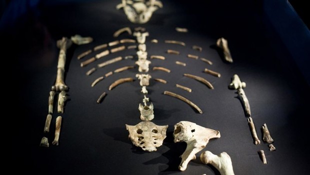O fóssil de Lucy mudou nossa compreensão das origens e evolução humana (Foto: JASON KUFFER CC via BBC News)