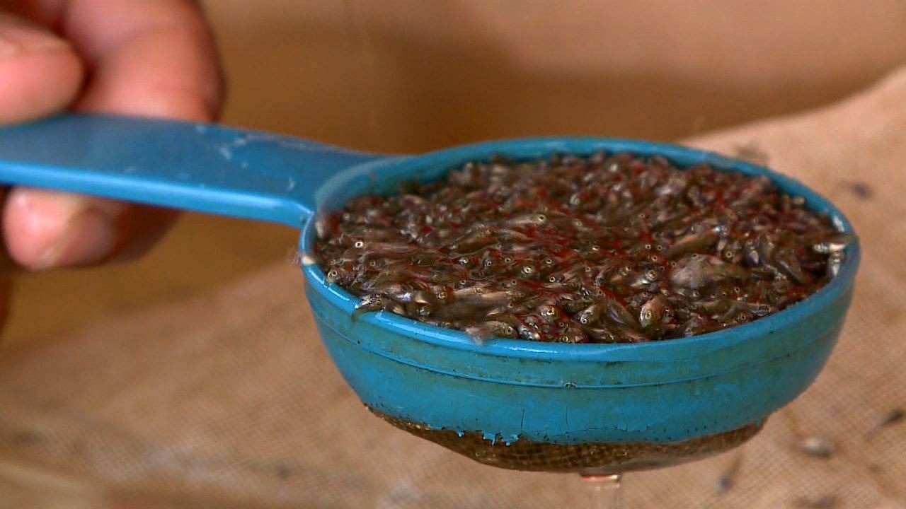 VÍDEOS: Gazeta Rural de domingo, 27 de março