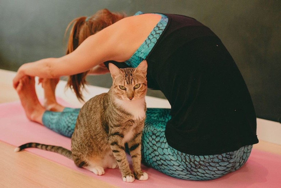 No Gato Café, é possível praticar "Cat Yoga" — Foto: Reprodução/Instagram Gato Café