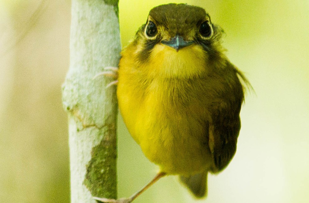 A partir da observação de aves jovens contribuem com à natureza — Foto: Divulgação