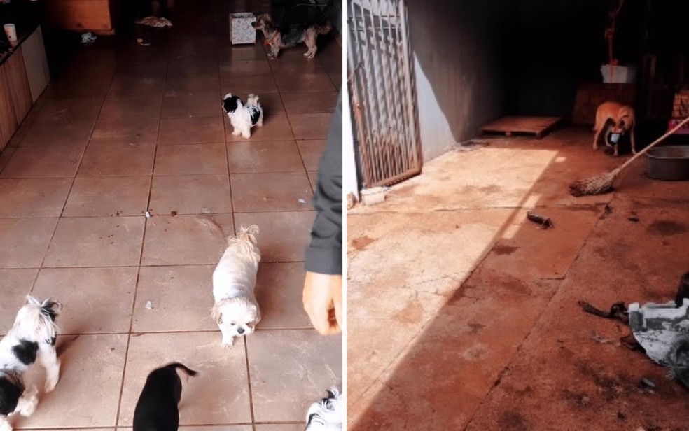 Animais abandonados na casa e fezes de animais, em Rio Verde, Goiás — Foto: Divulgação/GCM Rio Verde