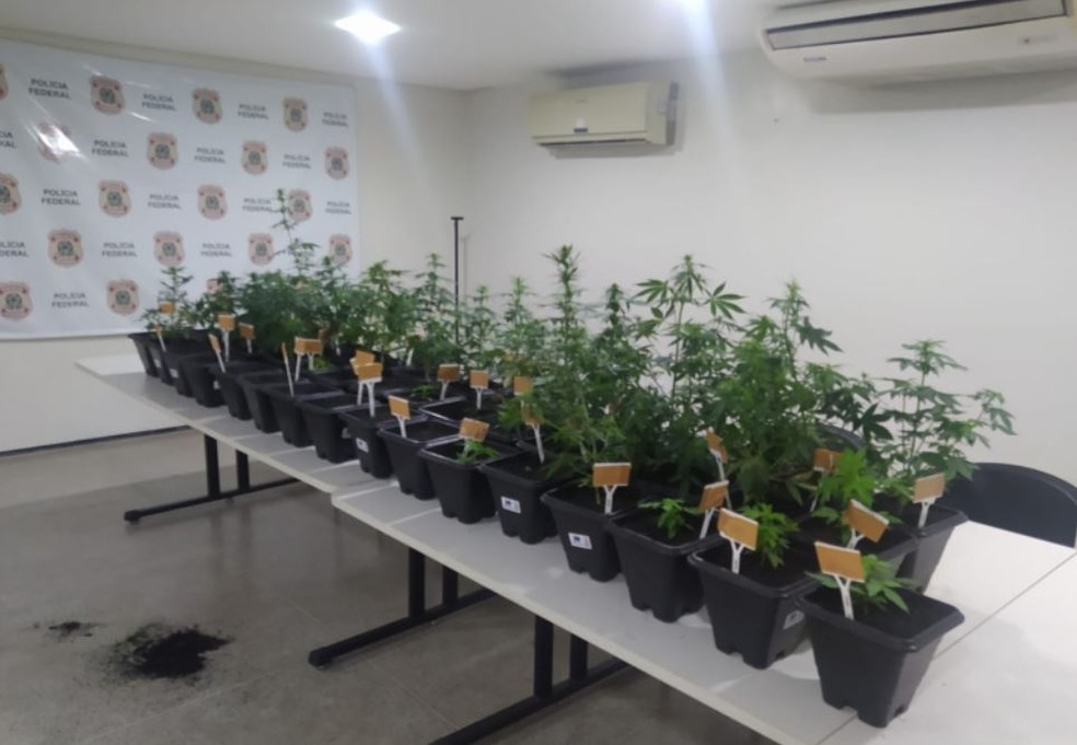 Agentes encontraram duas estufas com 46 pés de maconha, além de outras sementes e material para cultivo da droga em casa de mulher em Juazeiro do Norte. — Foto: Polícia Federal/ Divulgação