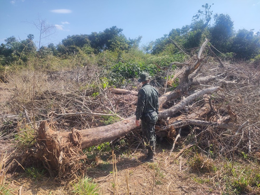 Vegetação nativa à beira de curso d'água foi destruída — Foto: Polícia Ambiental