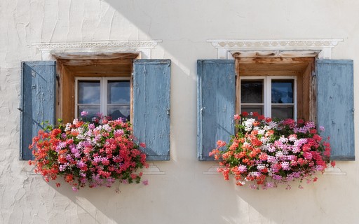 5 flores coloridas para cultivar na sua janela - Casa Vogue | Smart