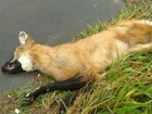 Lobo-guará é encontrado morto após atropelamento em rodovia de Iacanga