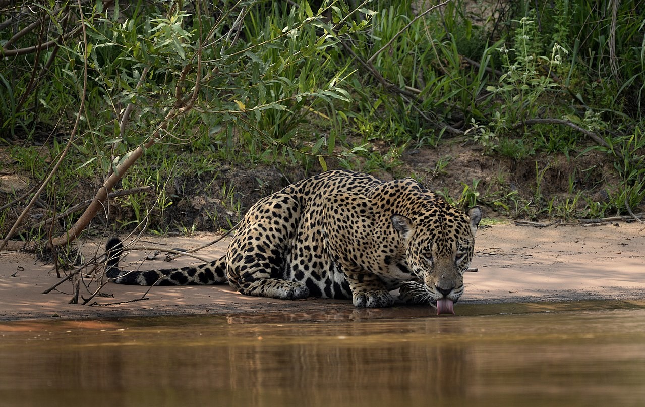 Onça-pintada bebendo água do rio no Pantanal  (Foto: Jan Fleischmann/Wikimedia Commons)