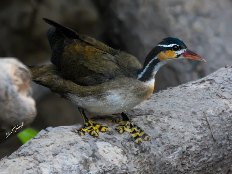 Picaparra é a única ave do mundo que protege os filhotes em bolsas como os cangurus