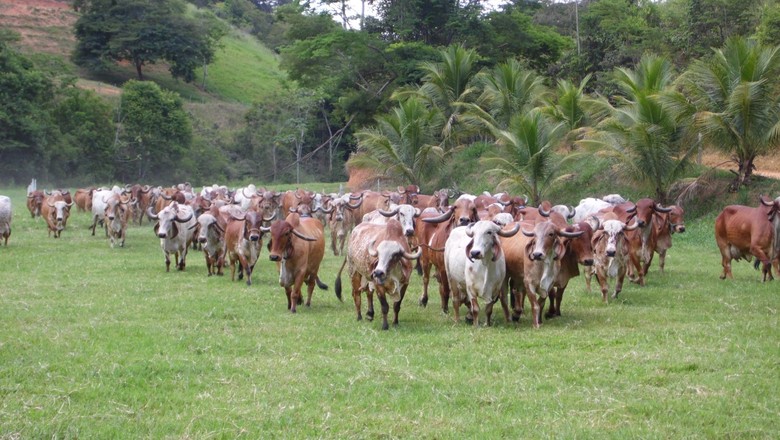 gado-leiteiro-leilão (Foto: Divulgação)