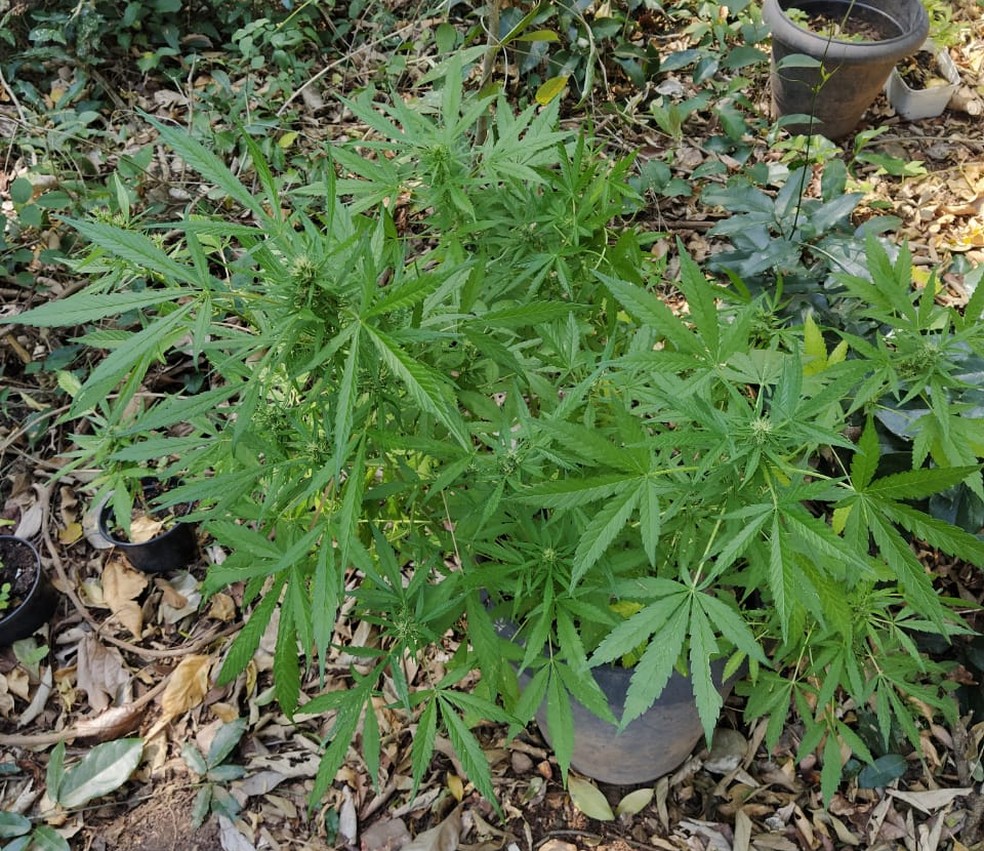 Possível autor do plantio da maconha não estava no imóvel, diz a PM — Foto: Divulgação/ Polícia Militar