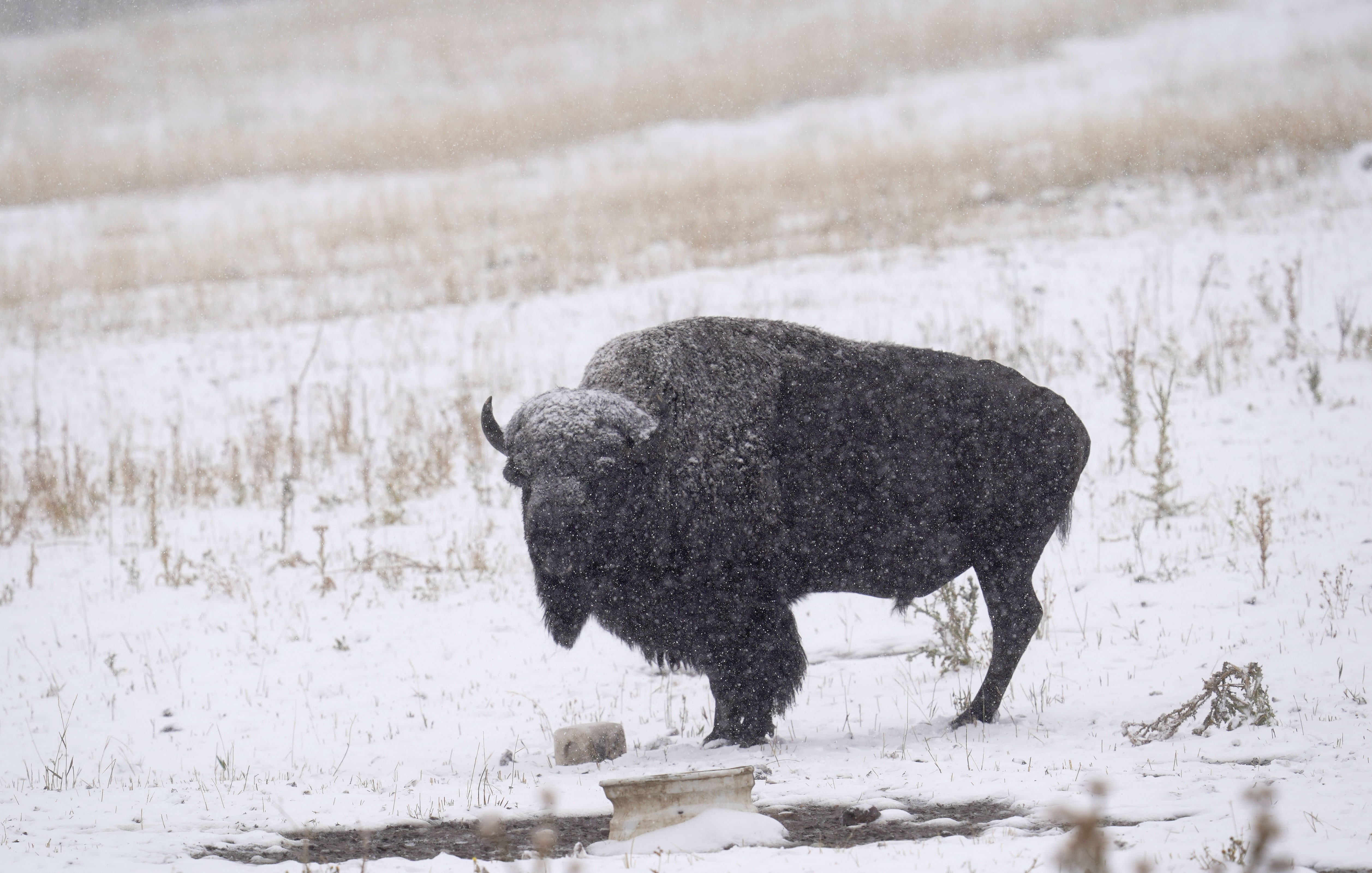 Em dois dias, 45 mil se inscrevem para matar bisões nos EUA thumbnail