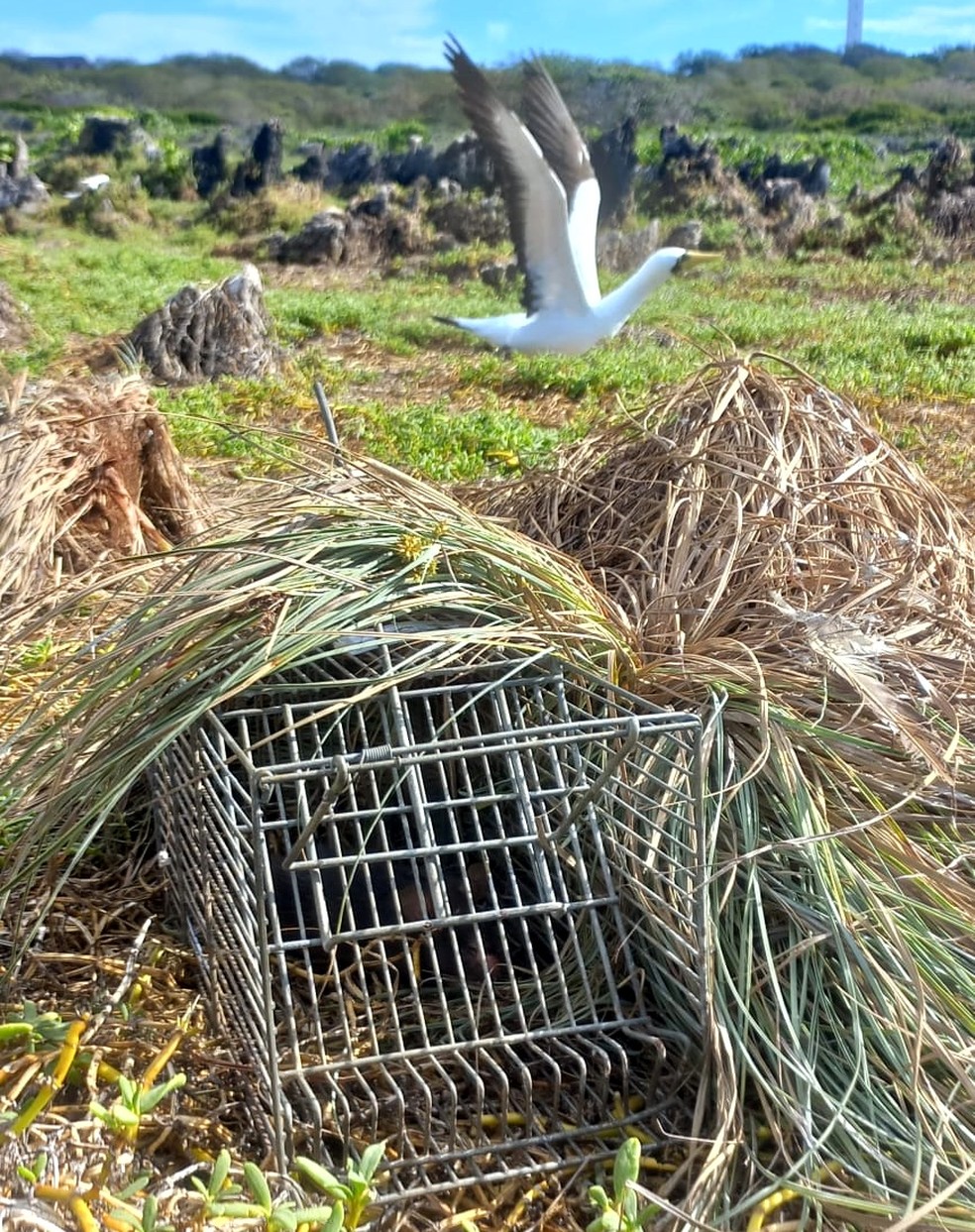 Segundo pesquisadores, ratos predam as aves  — Foto: ICMBio/Divulgação