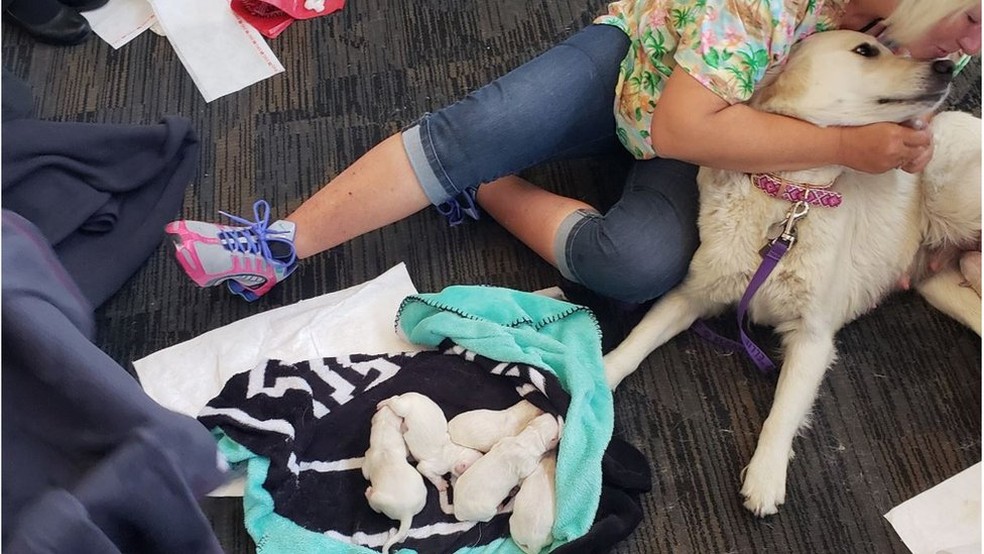 A dona de Ellie acompanhou o parto e confortou a cadela depois (Foto: ReproduÃ§Ã£o/Twitter)