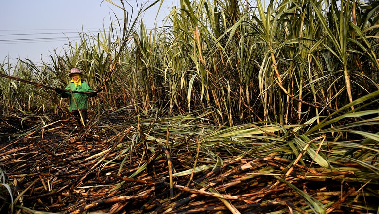 Colheita de cana-de-açúcar em Suphan Buri, Tailândia (Foto: REUTERS/Chalinee Thirasupa)