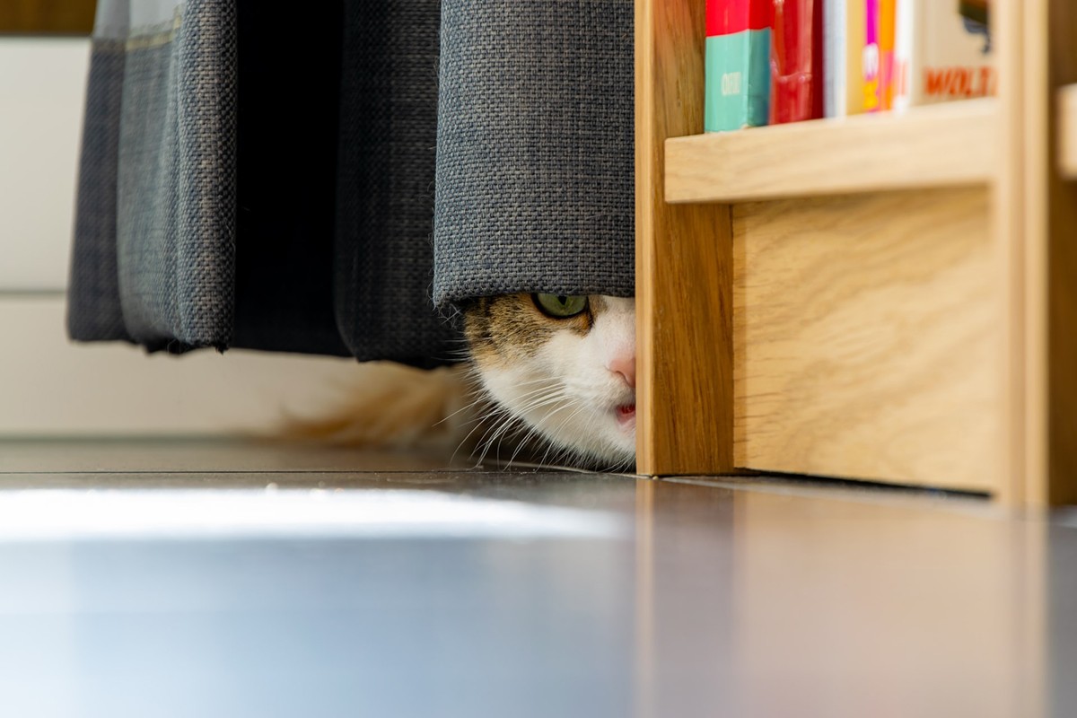 Se o animal buscar refúgio em algum esconderijo, respeite-o, pois é ali que ele se sente seguro (Foto: Unsplash/ CreativeCommons/ Thomas Bormans)