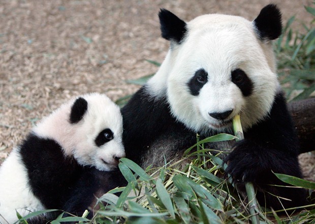 Como os pandas gigantes escaparam da lista de animais ameaçados de extinção  - Ciência - Estado de Minas