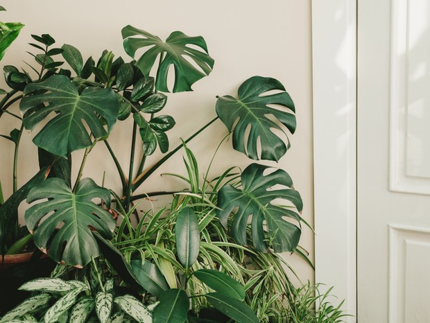 Home greenhouse. Large monstera leaves. (Foto: Getty Images)